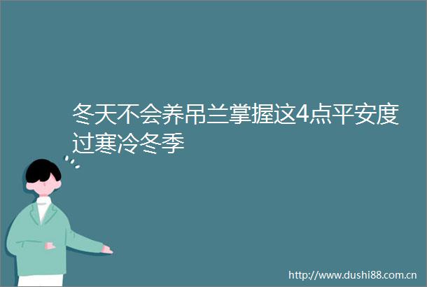 冬天不会养吊兰掌握这4点平安度过寒冷冬季