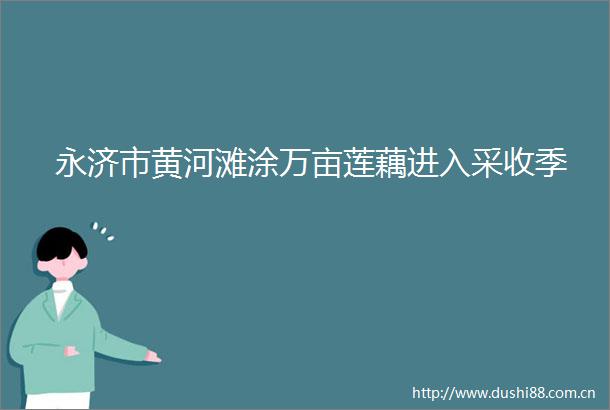 永济市黄河滩涂万亩莲藕进入采收季