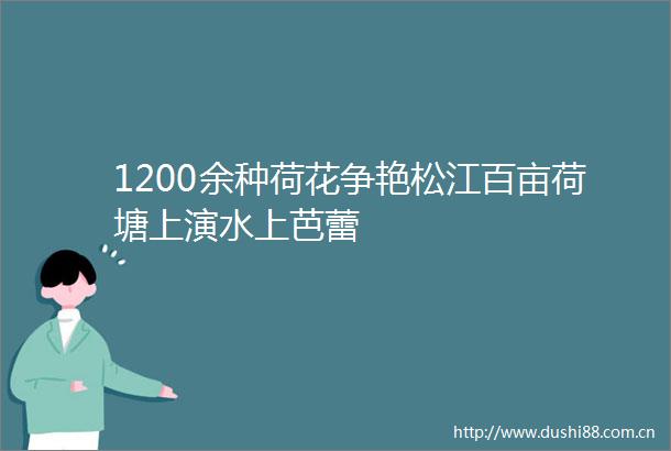 1200余种荷花争艳松江百亩荷塘上演水上芭蕾