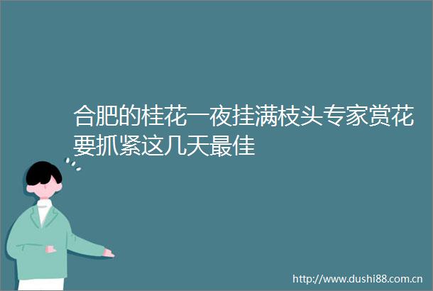 合肥的桂花一夜挂满枝头专家赏花要抓紧这几天最佳