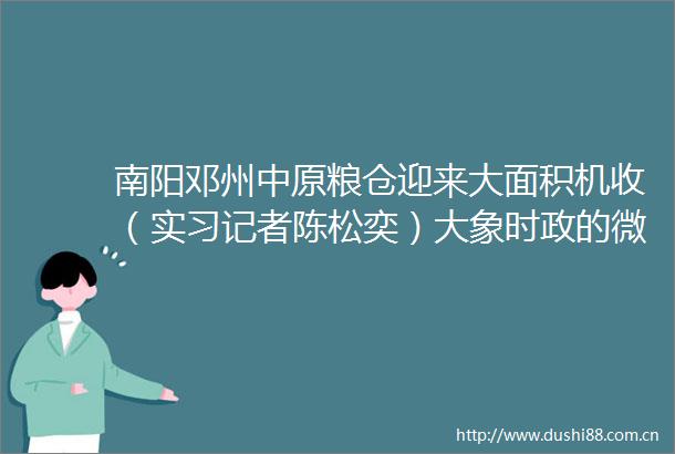南阳邓州中原粮仓迎来大面积机收（实习记者陈松奕）大象时政的微博视频