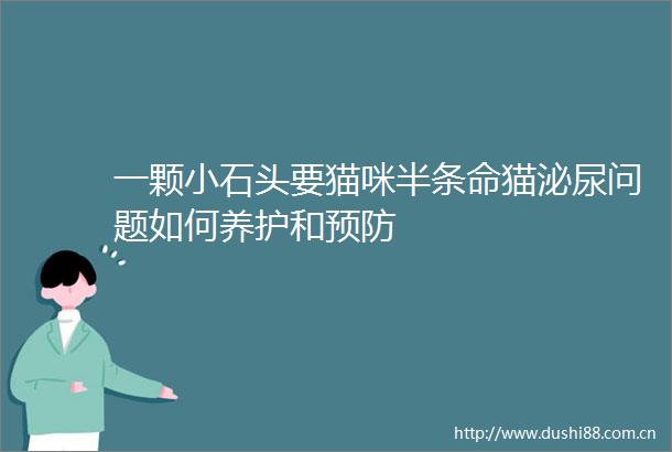 一颗小石头要猫咪半条命猫泌尿问题如何养护和预防