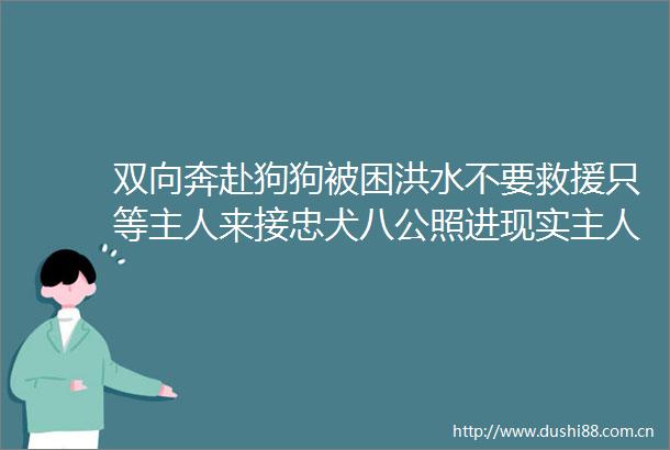 双向奔赴狗狗被困洪水不要救援只等主人来接忠犬八公照进现实主人满脸幸福划艇救援