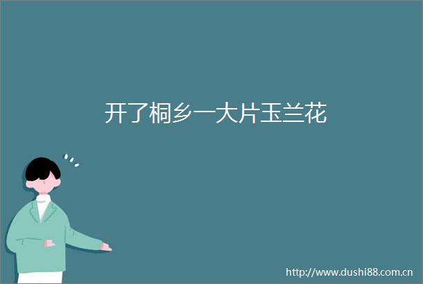 开了桐乡一大片玉兰花
