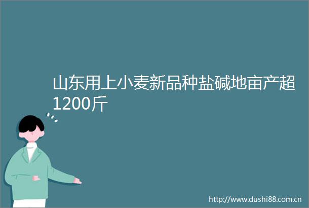 山东用上小麦新品种盐碱地亩产超1200斤