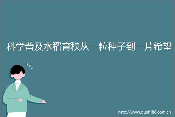 科学普及水稻育秧从一粒种子到一片希望
