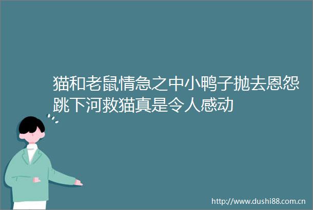 猫和老鼠情急之中小鸭子抛去恩怨跳下河救猫真是令人感动