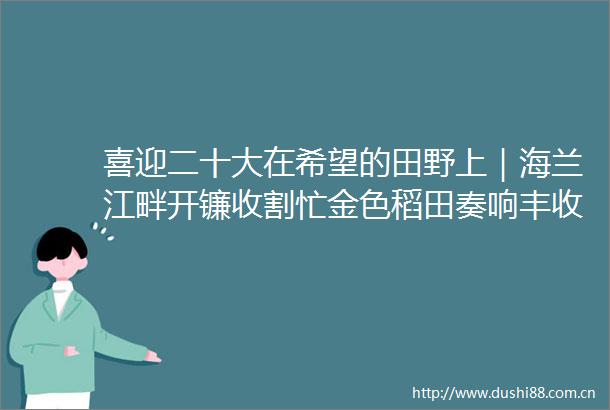 喜迎二十大在希望的田野上｜海兰江畔开镰收割忙金色稻田奏响丰收曲