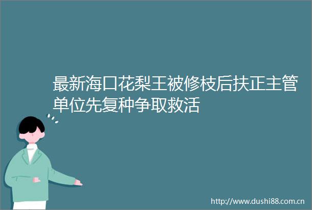 最新海口花梨王被修枝后扶正主管单位先复种争取救活