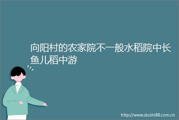 向阳村的农家院不一般水稻院中长鱼儿稻中游