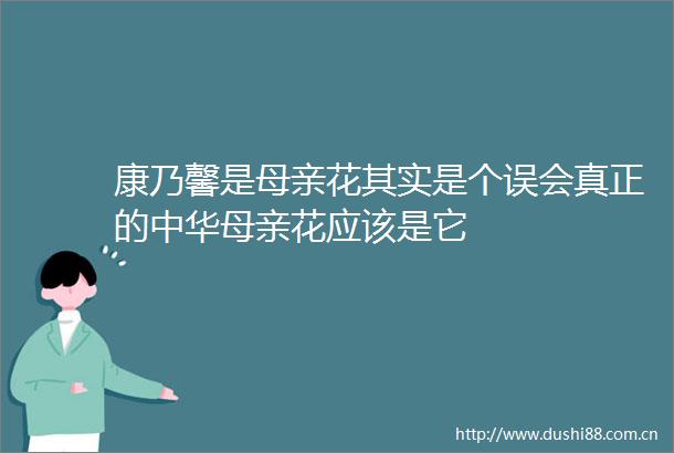 康乃馨是母亲花其实是个误会真正的中华母亲花应该是它