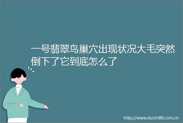 一号翡翠鸟巢穴出现状况大毛突然倒下了它到底怎么了