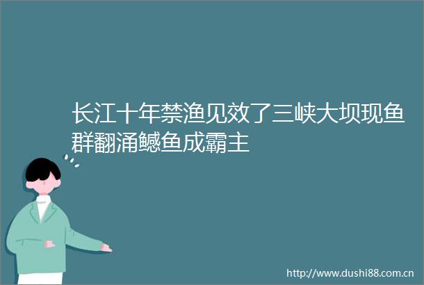长江十年禁渔见效了三峡大坝现鱼群翻涌鳡鱼成霸主