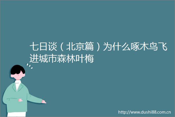 七日谈（北京篇）为什么啄木鸟飞进城市森林叶梅
