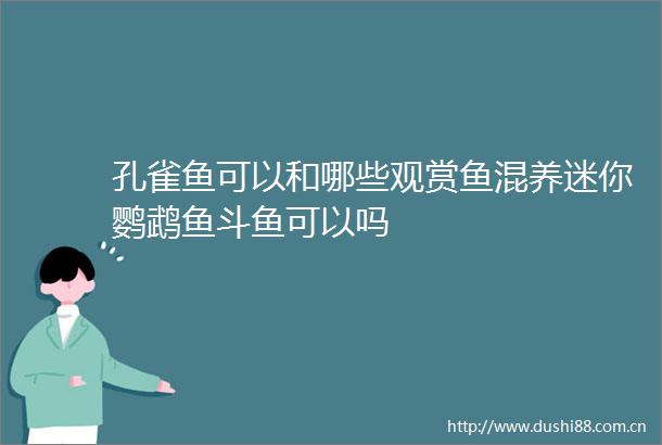 孔雀鱼可以和哪些观赏鱼混养迷你鹦鹉鱼斗鱼可以吗