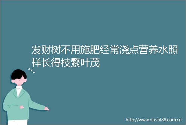 发财树不用施肥经常浇点营养水照样长得枝繁叶茂