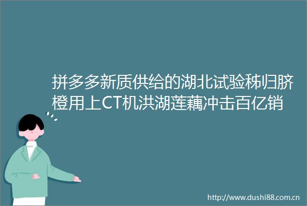 拼多多新质供给的湖北试验秭归脐橙用上CT机洪湖莲藕冲击百亿销售额
