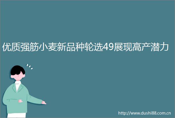 优质强筋小麦新品种轮选49展现高产潜力