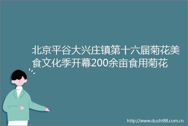 北京平谷大兴庄镇第十六届菊花美食文化季开幕200余亩食用菊花喜丰收