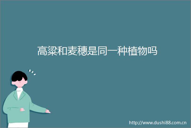 高粱和麦穗是同一种植物吗