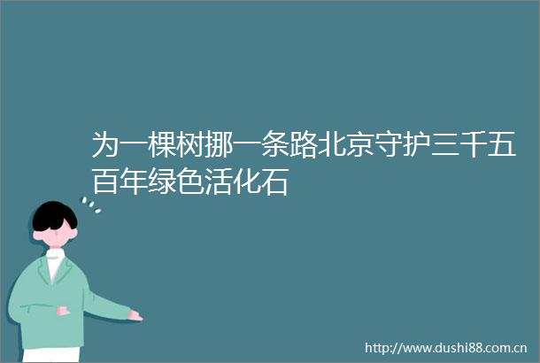 为一棵树挪一条路北京守护三千五百年绿色活化石