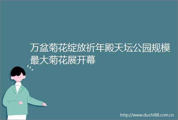 万盆菊花绽放祈年殿天坛公园规模最大菊花展开幕