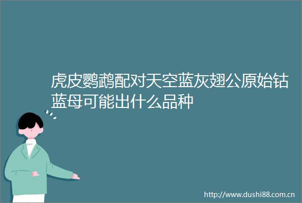 虎皮鹦鹉配对天空蓝灰翅公原始钴蓝母可能出什么品种