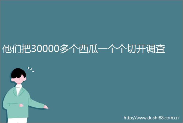 他们把30000多个西瓜一个个切开调查