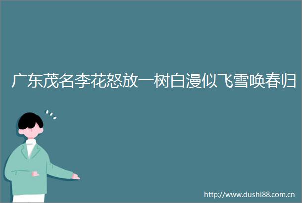 广东茂名李花怒放一树白漫似飞雪唤春归