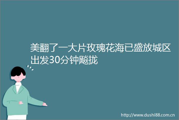 美翻了一大片玫瑰花海已盛放城区出发30分钟飚拢