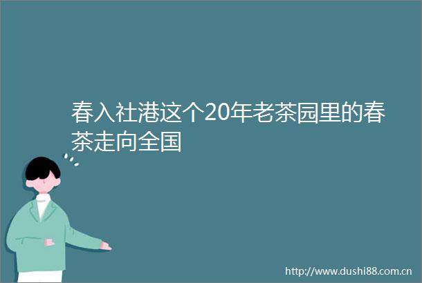 春入社港这个20年老茶园里的春茶走向全国