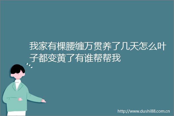 我家有棵腰缠万贯养了几天怎么叶子都变黄了有谁帮帮我