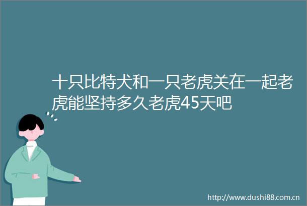 十只比特犬和一只老虎关在一起老虎能坚持多久老虎45天吧