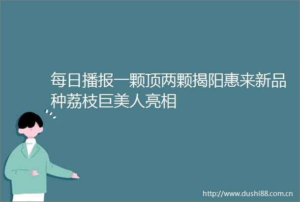 每日播报一颗顶两颗揭阳惠来新品种荔枝巨美人亮相