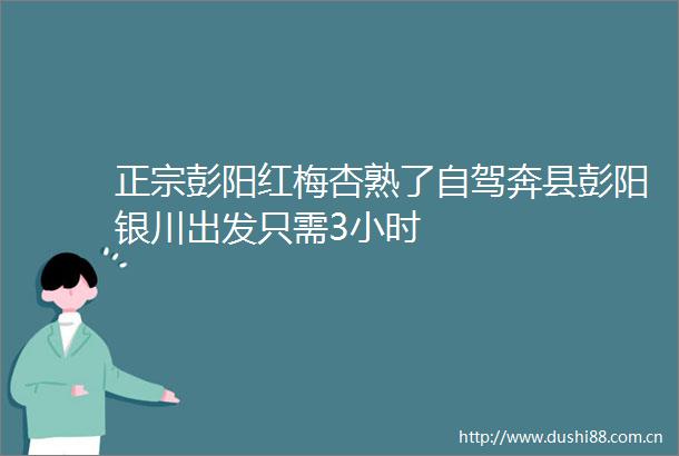 正宗彭阳红梅杏熟了自驾奔县彭阳银川出发只需3小时