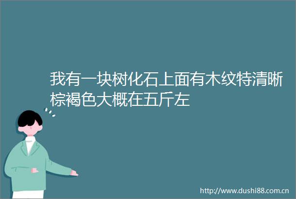 我有一块树化石上面有木纹特清晰棕褐色大概在五斤左
