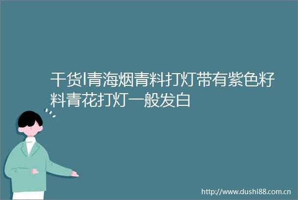 干货l青海烟青料打灯带有紫色籽料青花打灯一般发白